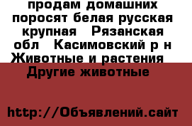 продам домашних поросят белая русская крупная - Рязанская обл., Касимовский р-н Животные и растения » Другие животные   